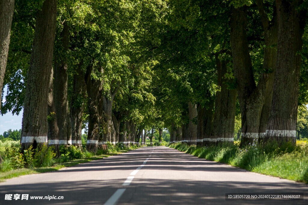 林荫道路风景