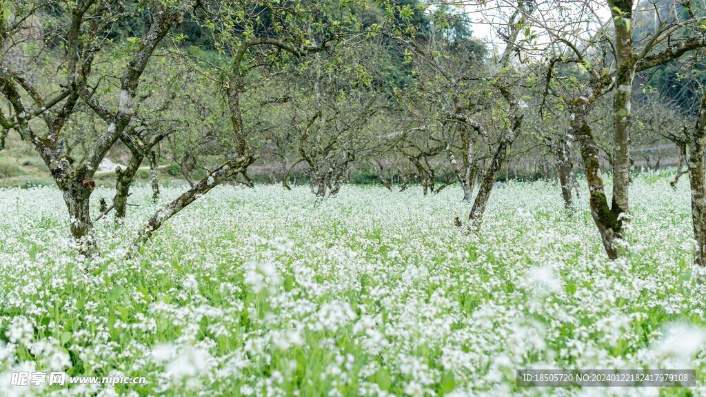 美丽的花田