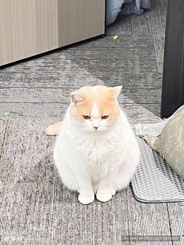大白猫 