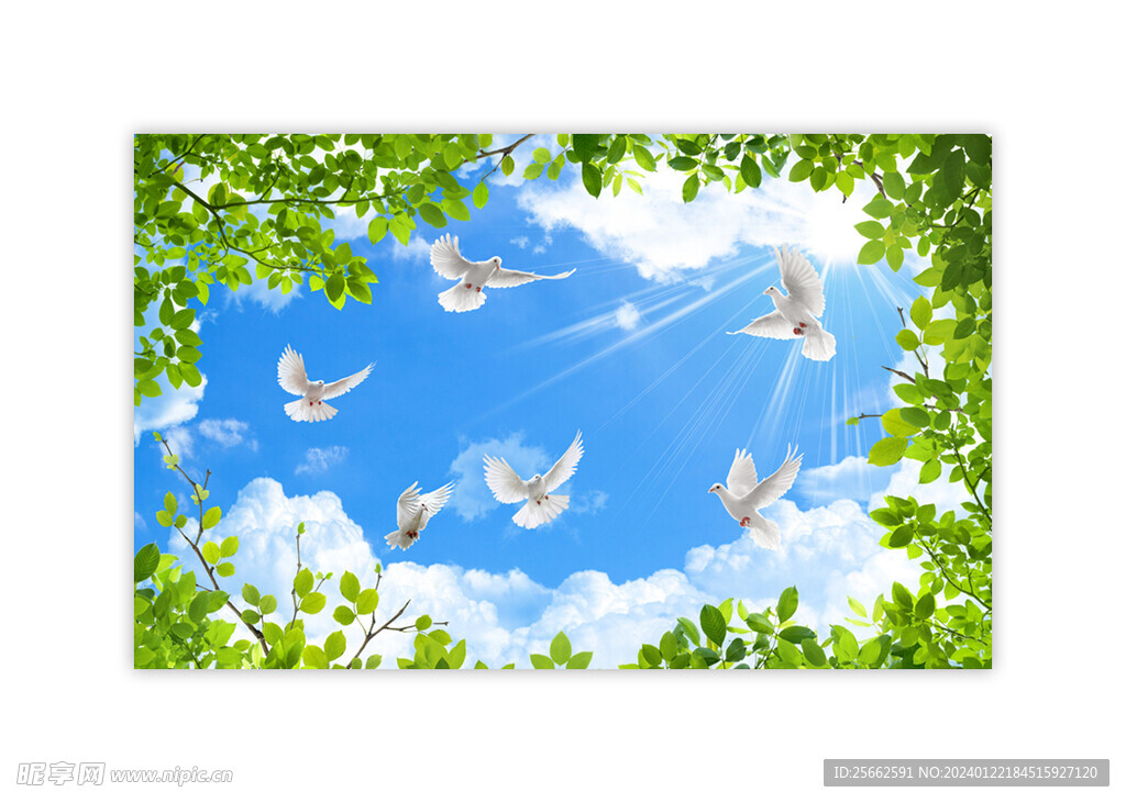 蓝天白云树叶鸽子天空图片