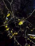 冬日黑夜腊梅