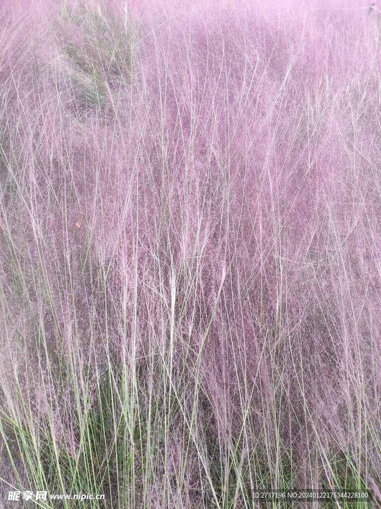 粉黛