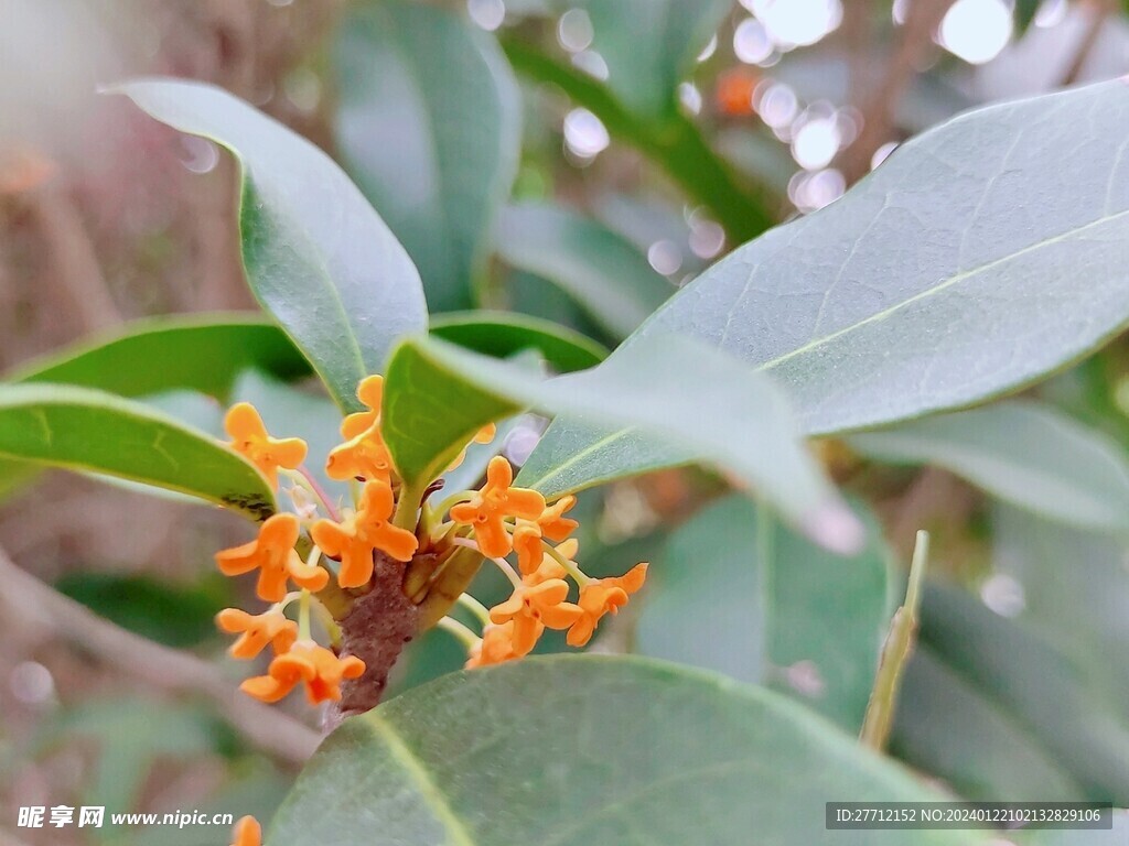 桂花