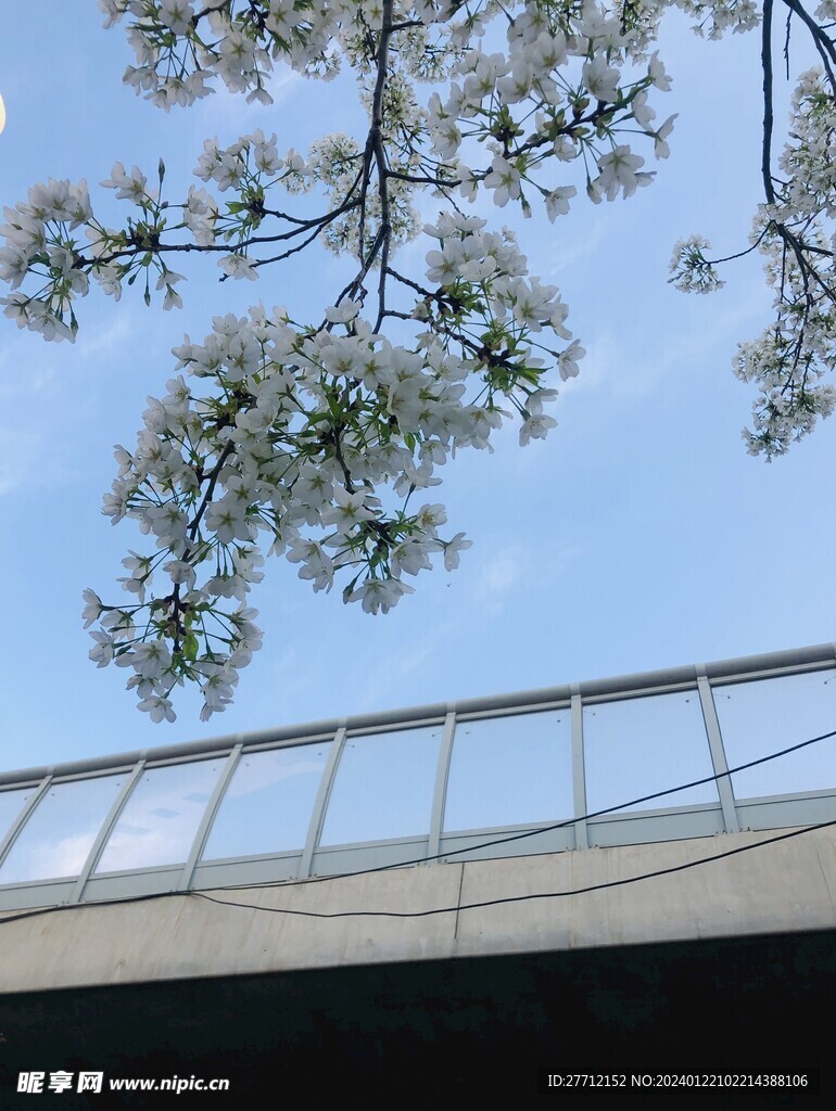 春天的樱花