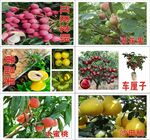果苗吊牌