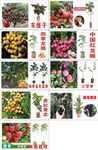果苗吊卡