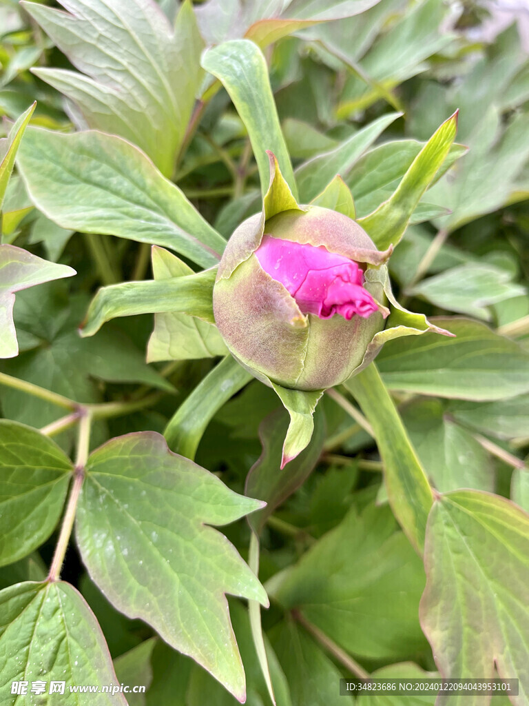 花骨朵儿