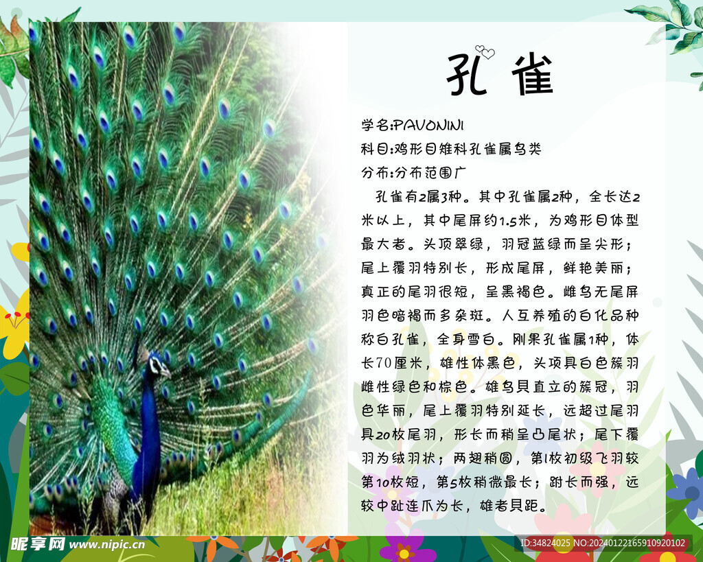 孔雀介绍