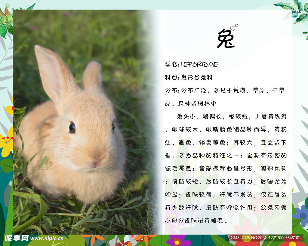 兔子介绍