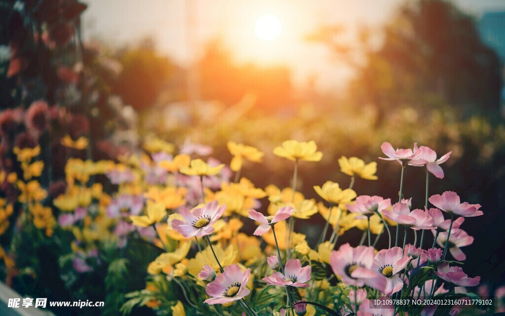 菊花花海