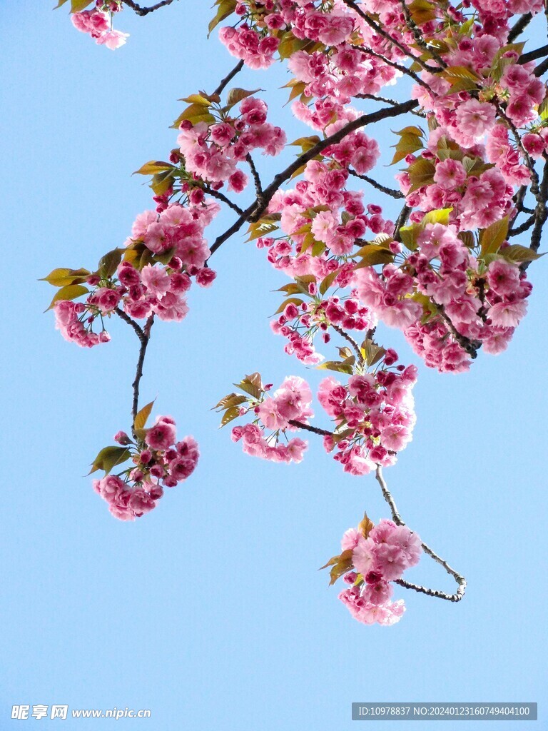 桃花特写