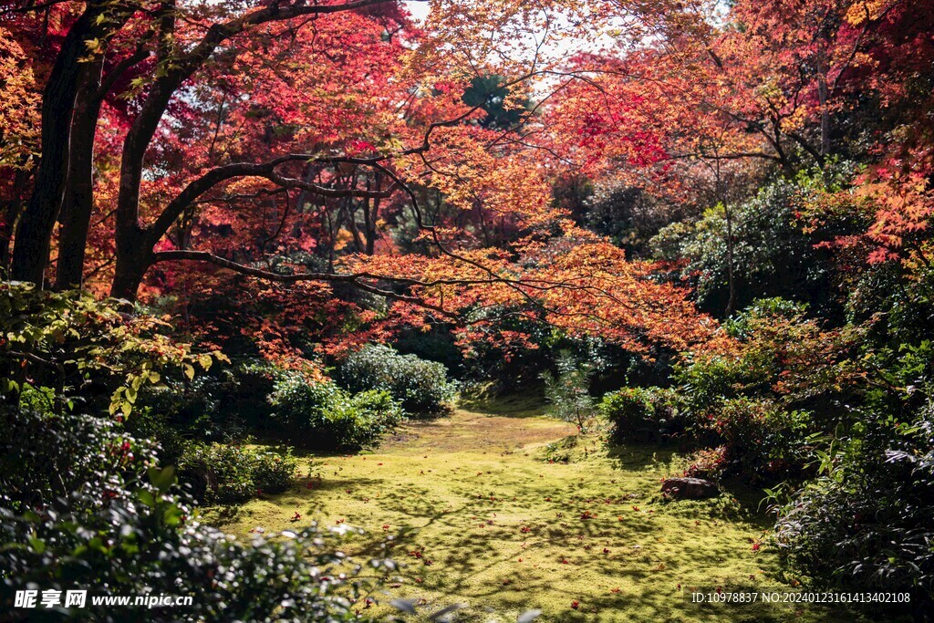 秋天森林花园