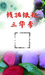 水果李子名片