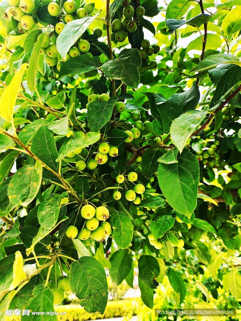 植物