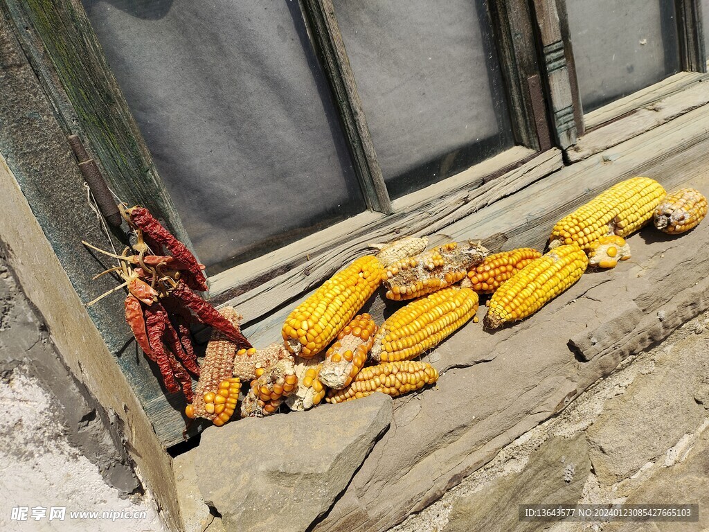 玉米 农村