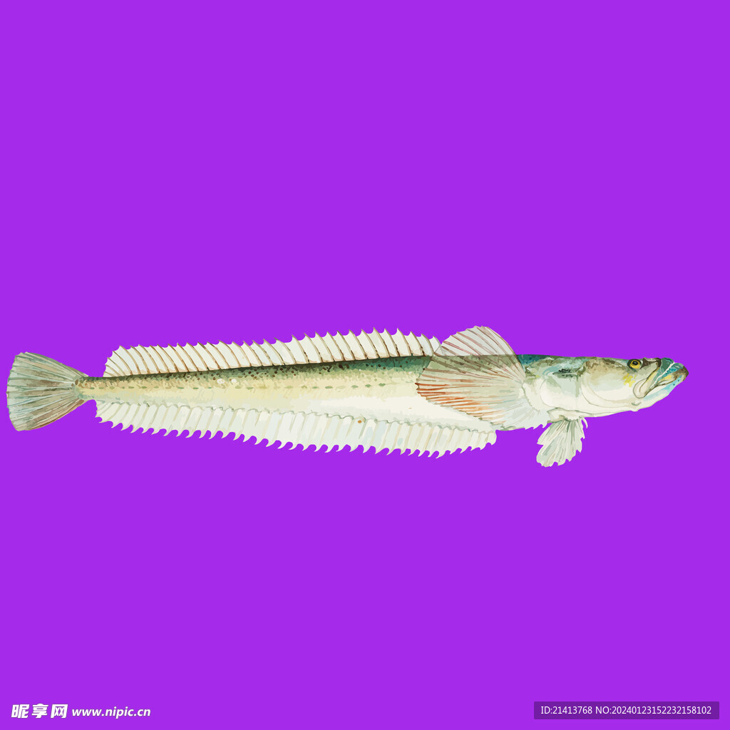 手绘海鱼鱼类 