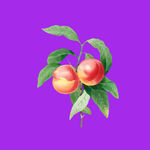 桃子水蜜桃 