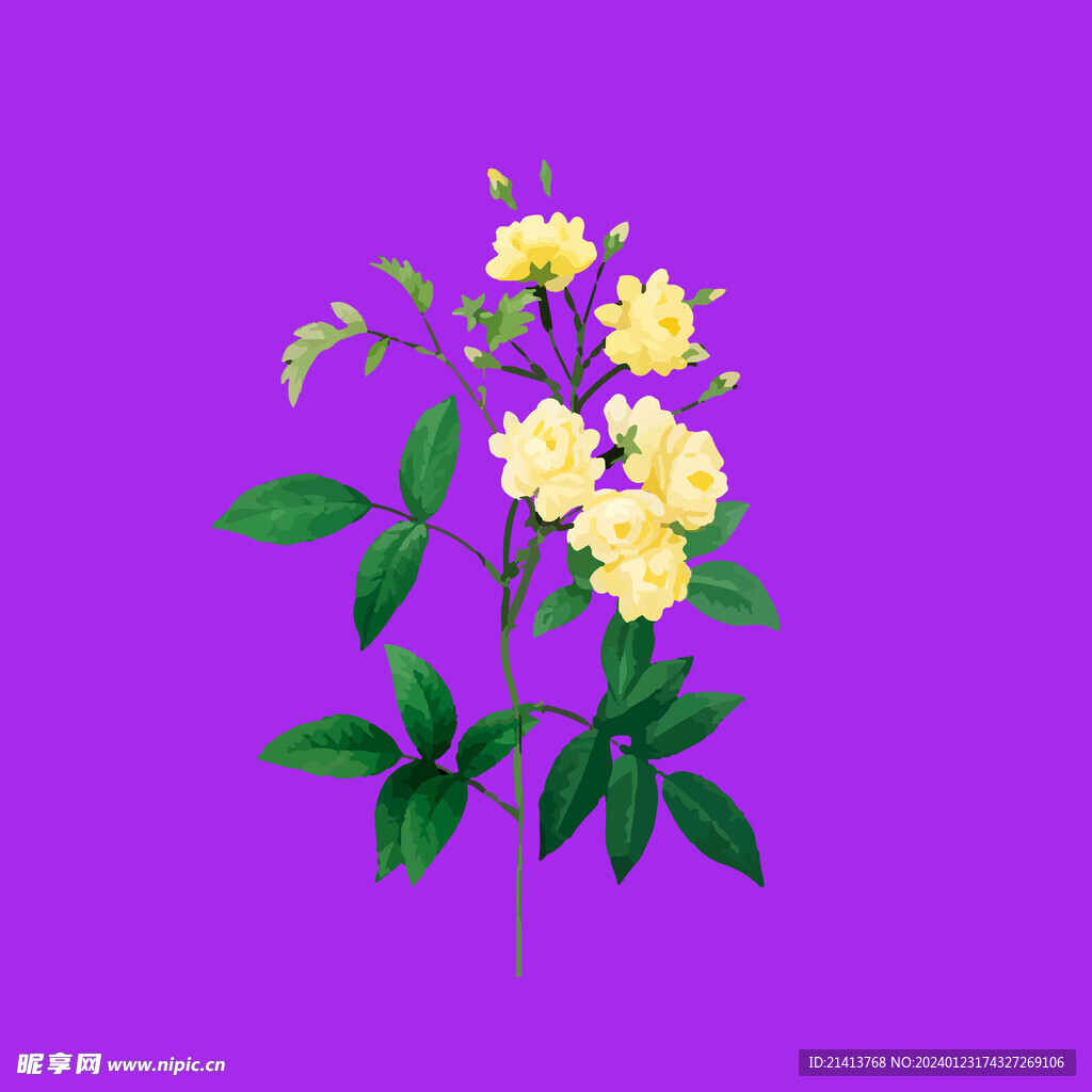 手绘花卉花朵 