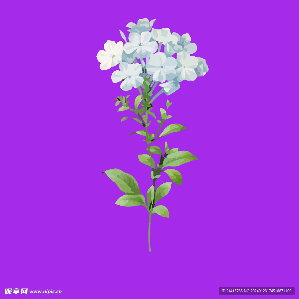 手绘花卉花朵 
