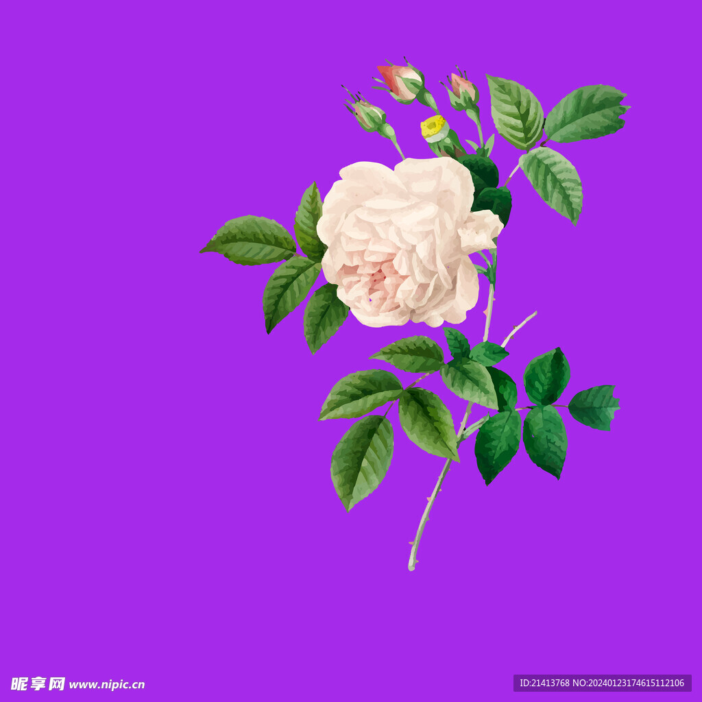 月季花朵花卉 