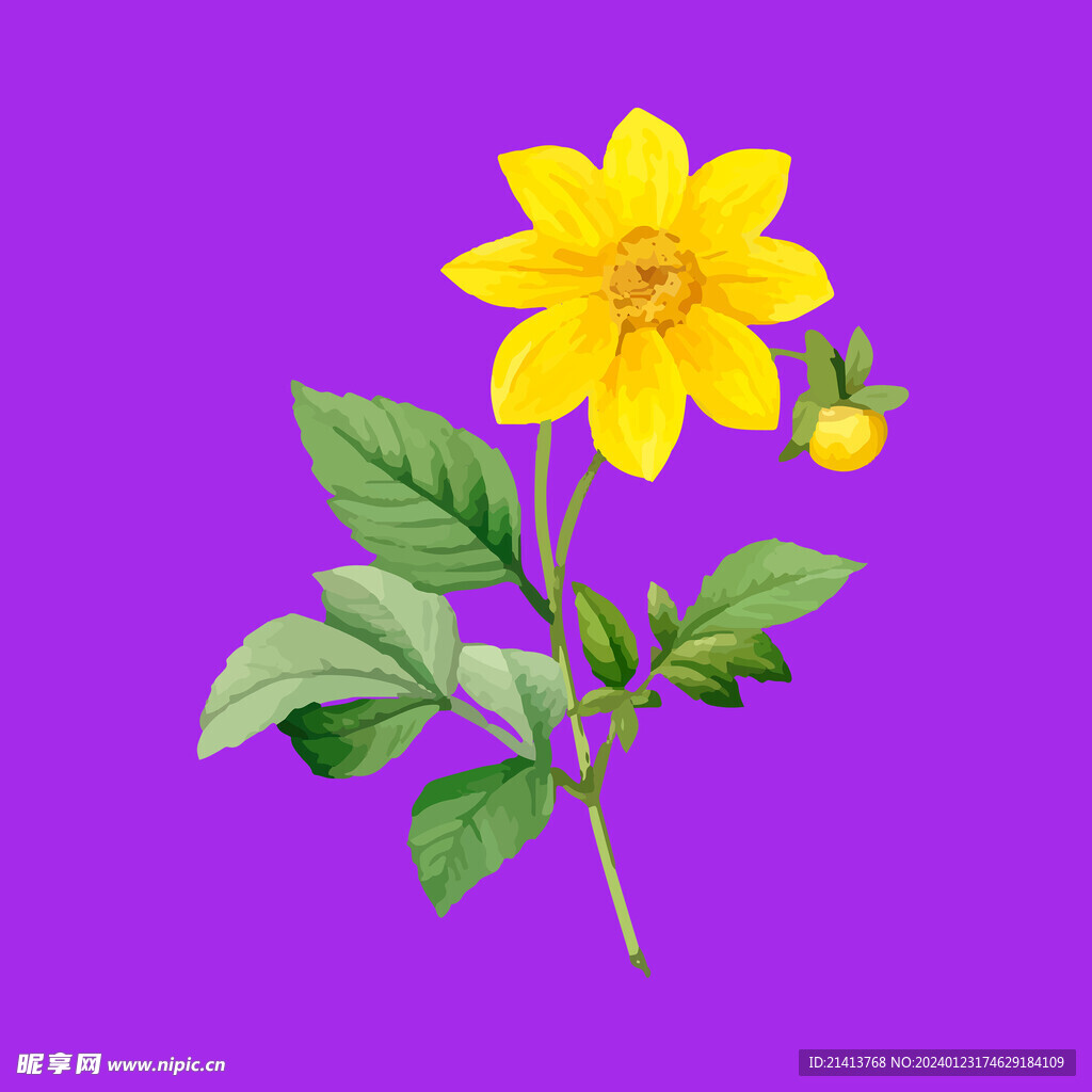 手绘花卉花朵