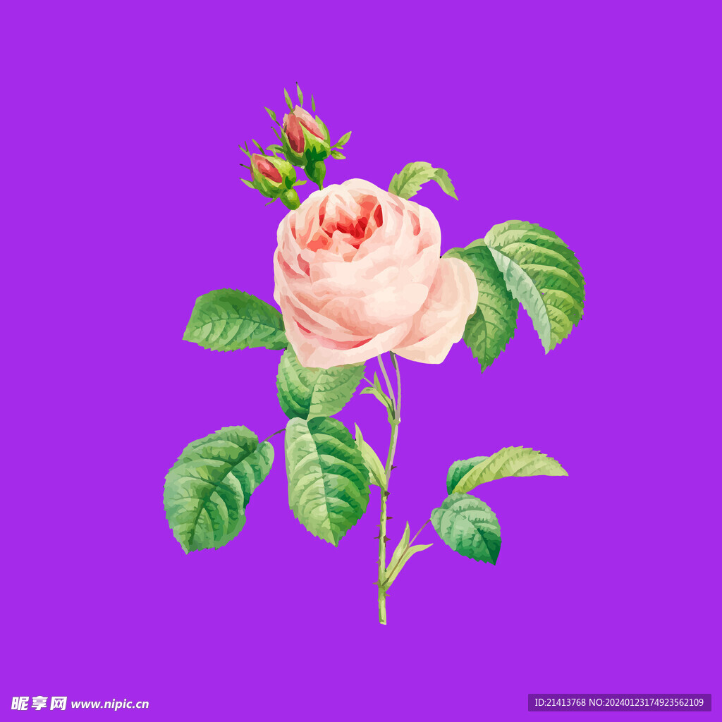 月季花朵花卉 
