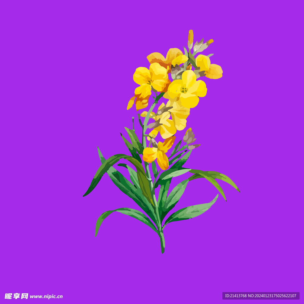 手绘花卉花朵 