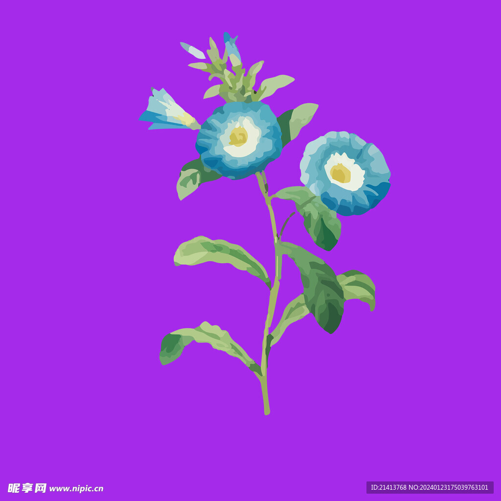 小雏菊菊花 