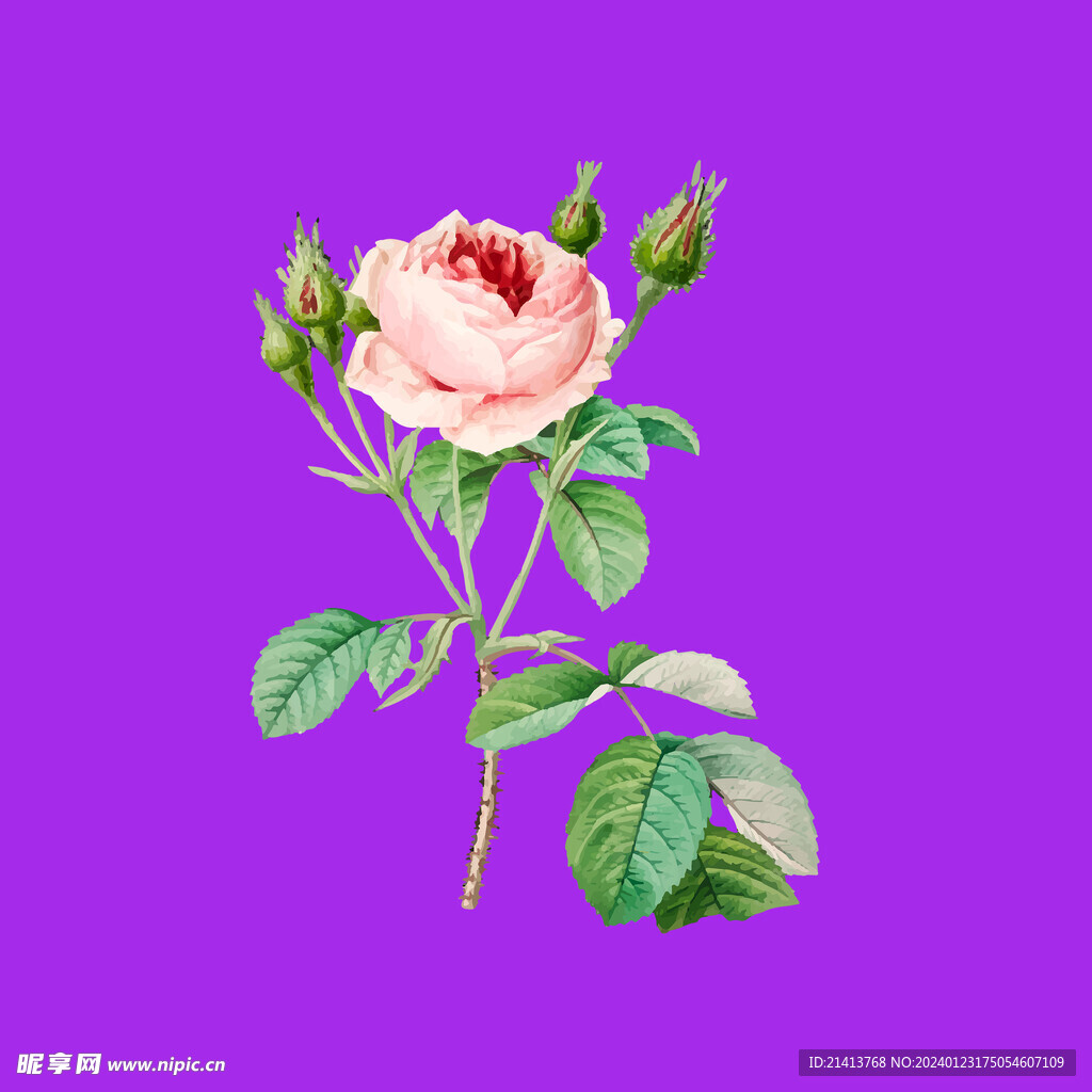 月季花朵花卉