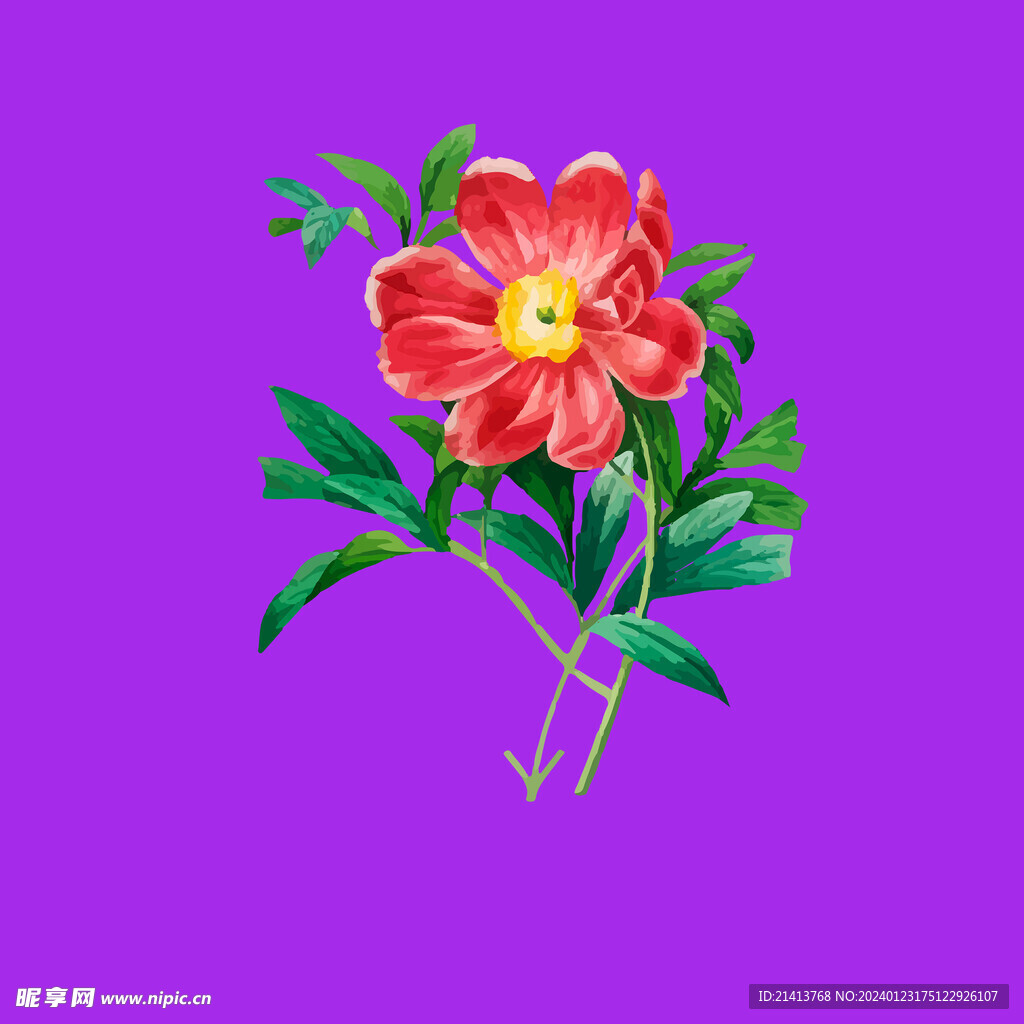 小雏菊菊花 