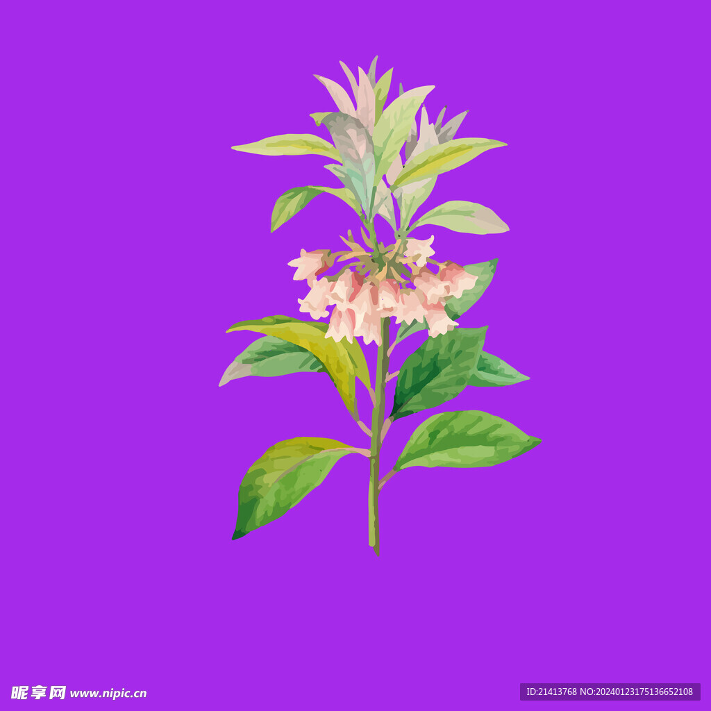 手绘花卉花朵