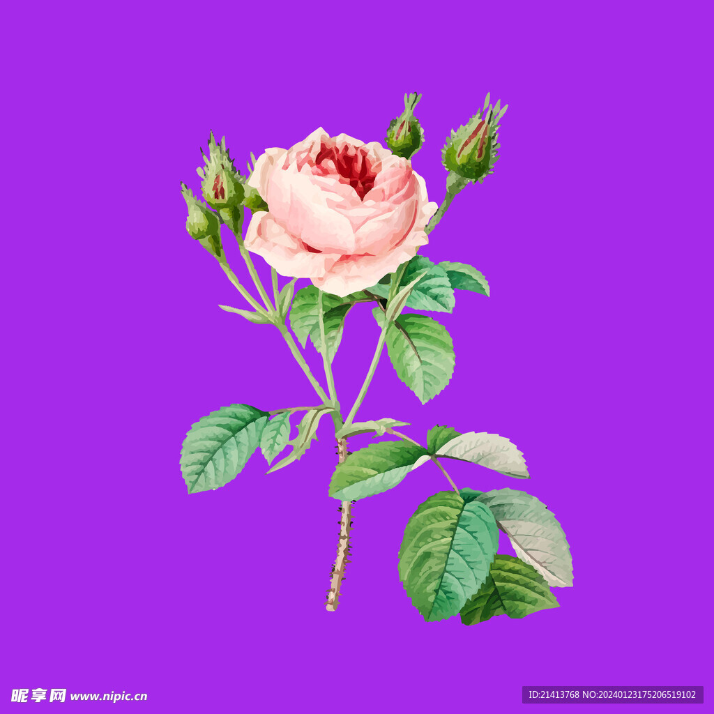 月季花朵花卉