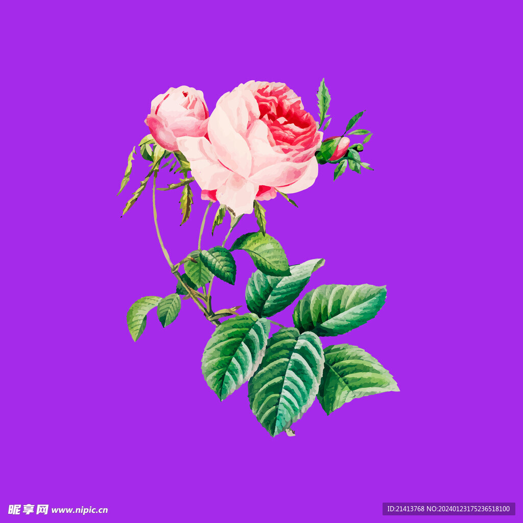 月季花朵花卉