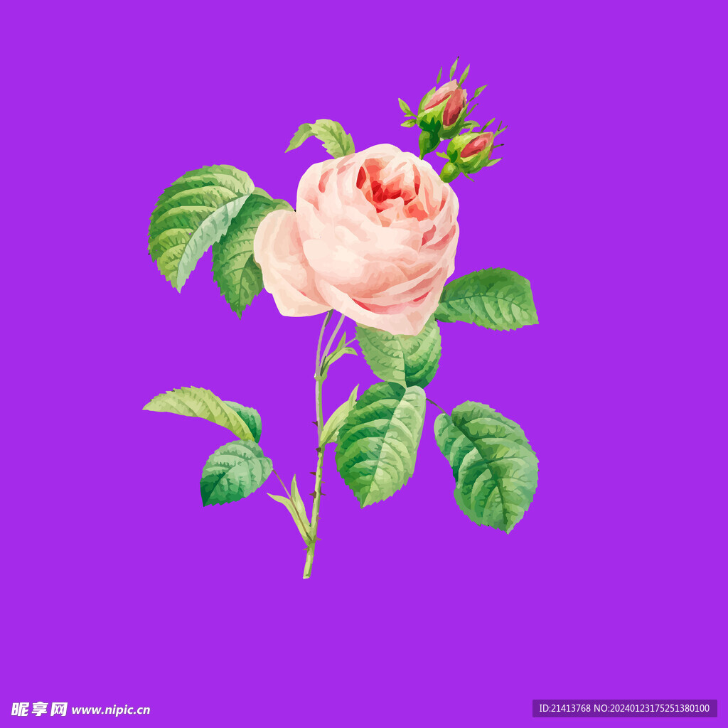 月季花朵花卉