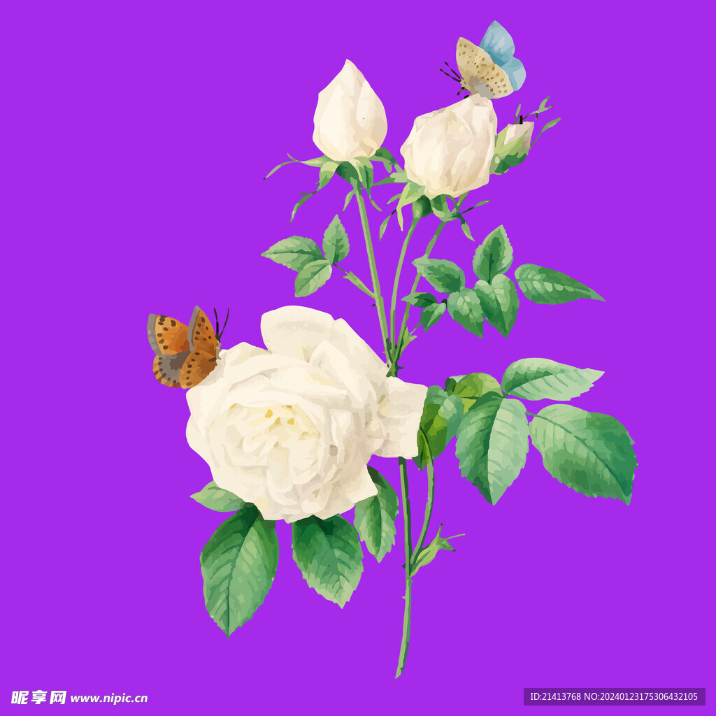 月季花朵花卉 