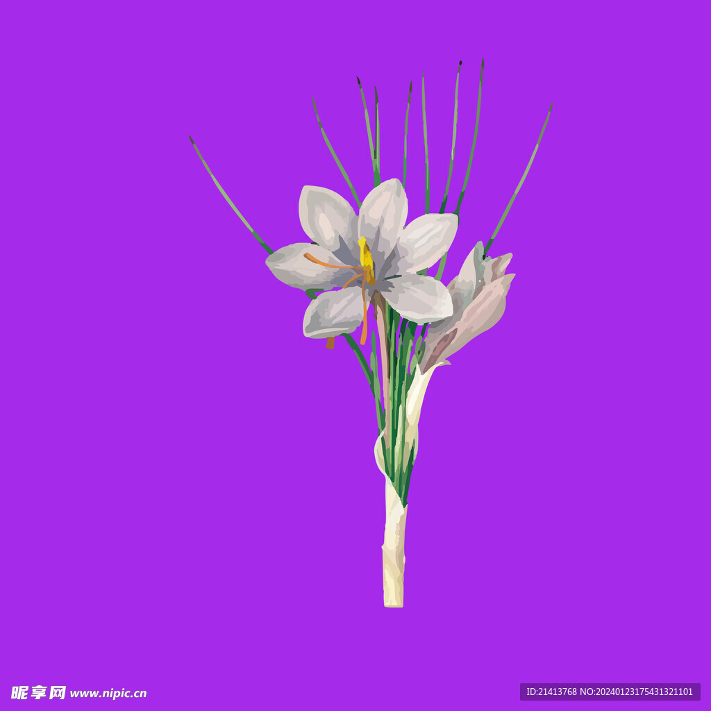 鲜花百合花 