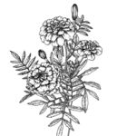 手绘花