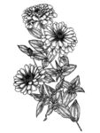 手绘花