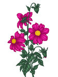 手绘花卉