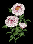 手绘花卉