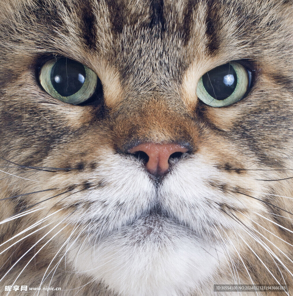 猫图片