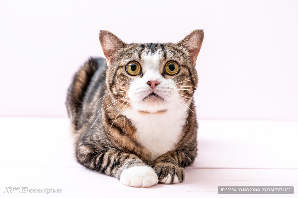 猫图片