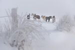 雪地