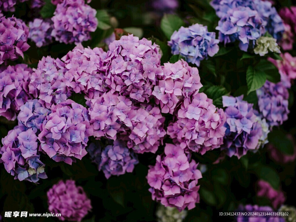 花朵