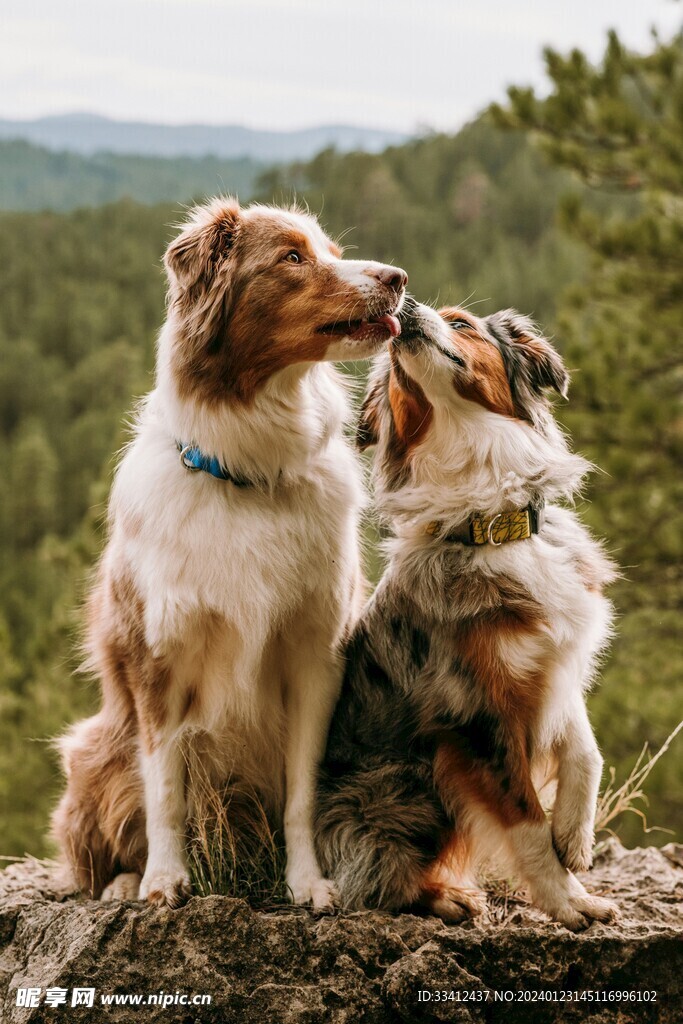 狗