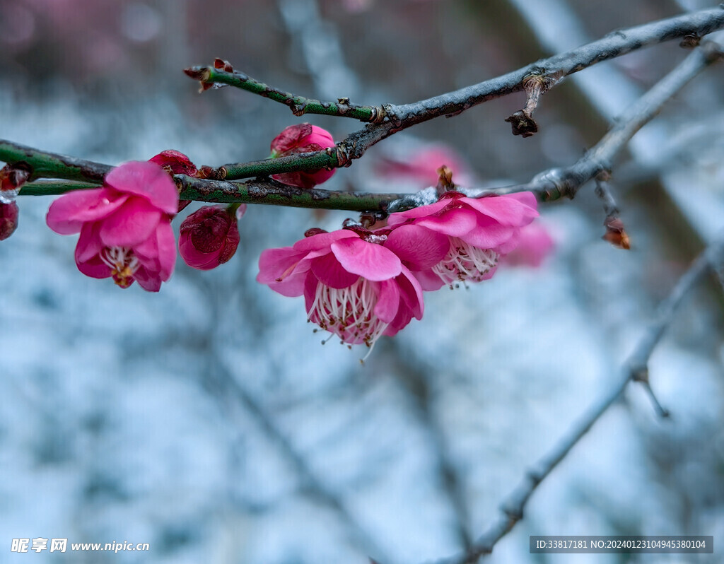 雪中梅花