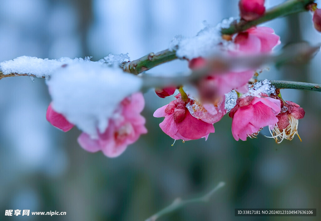 雪中梅花