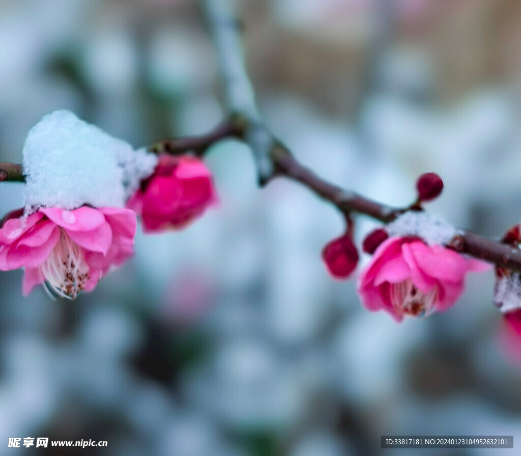 雪中梅花