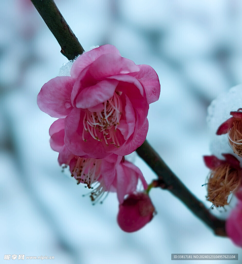 雪中梅花