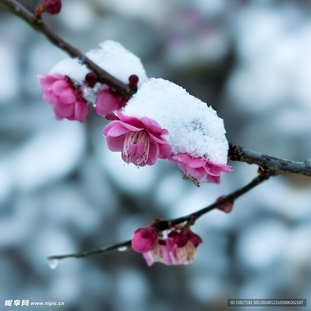 雪中梅花